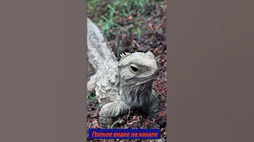 гаттерия существа у которых есть 3 глаза
