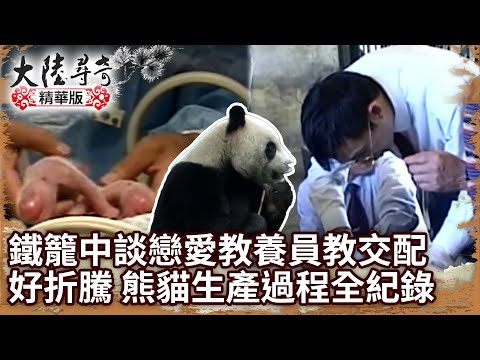 【團團離世回顧】鐵籠中談戀愛教養員教交配好折騰 熊貓生產過程全紀錄【‪@ctvchinatv‬ EP127928】