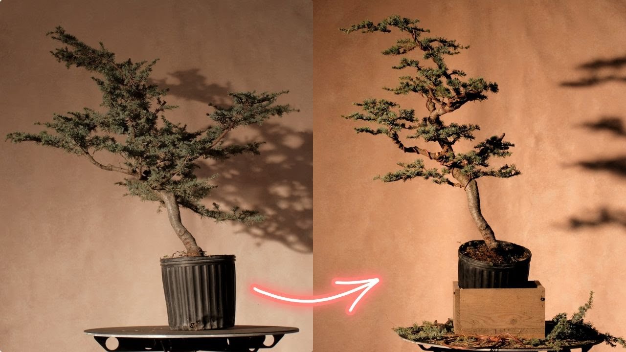 The Art of Breaking Form | A Different Kind of Bonsai Transformation