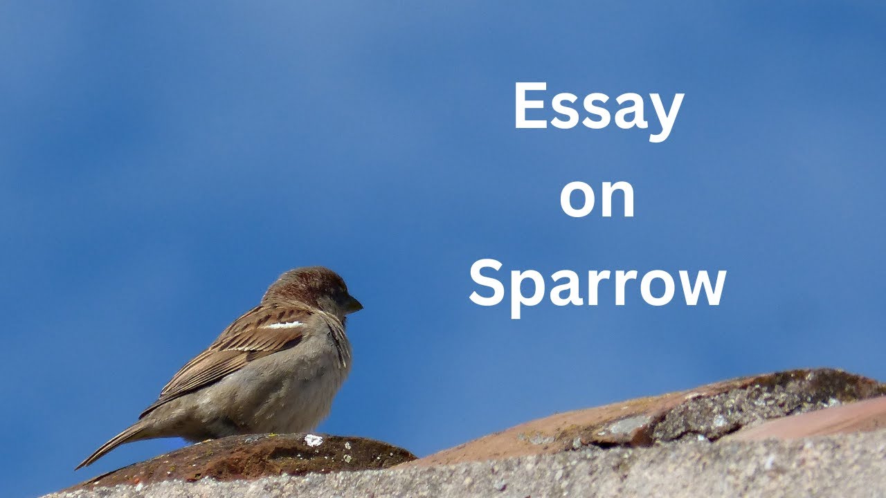 essay on sparrow 200 words