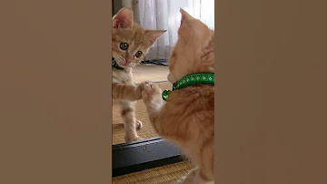 УЖАСНАЯ ТАЙНА, В ШОКЕ БУДУТ ВСЕ, КОТЫ СИДЯТ У ЗЕРКАЛА #shorts