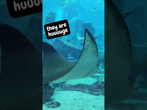 Lost Chambers Aquarium in Dubai is something special🙀