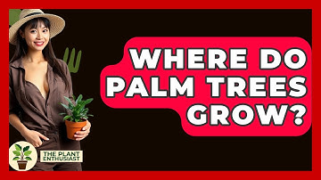 Where Do Palm Trees Grow? - The Plant Enthusiast