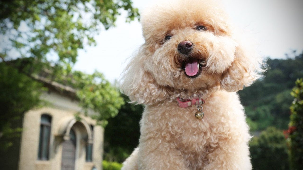 Poodles Are Awesome: Compilation 1 ♥♥ - YouTube