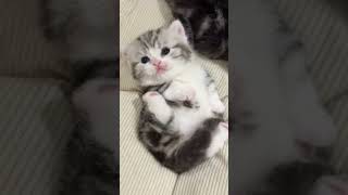 jangan di usir #kucing #kucinglucu