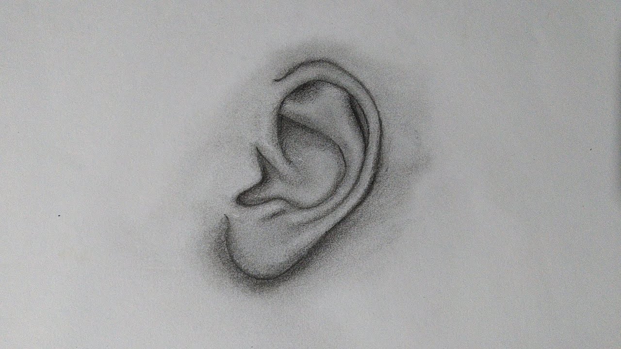 how to draw ears in pencil drawing  YouTube