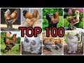 Top 100 Biggest & Cutest Brahma Chickens in the World - Roosters, Hens & Chicks ❤