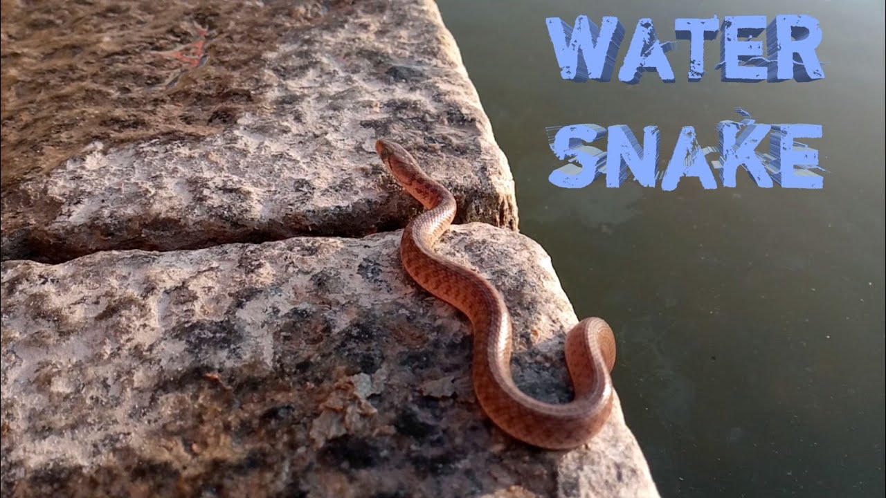 Water snake YouTube
