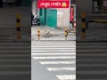 দেখুন শেষটা 😱 wait...see the last | #shorts#bangla #reels