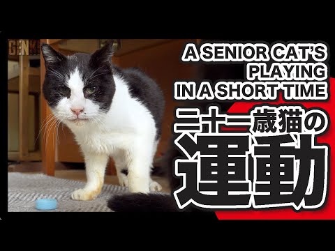 二十一歳猫の運動