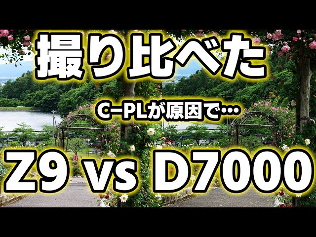 Can a used DSLR rebel? Flagship Nikon Z9 vs. a 15-year-old DSLR! A