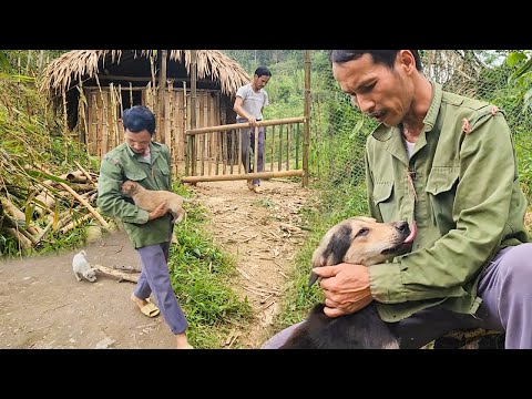 Homeless man and 3 poor dogs, Make a simple gate from bamboo,  having to fast for a long time