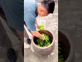 Why Do Farmers Put Bananas in a Clay Pot! 🍌 😳 #shortsvideo