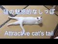 猫の魅惑的なしっぽ Attractive cat's tail