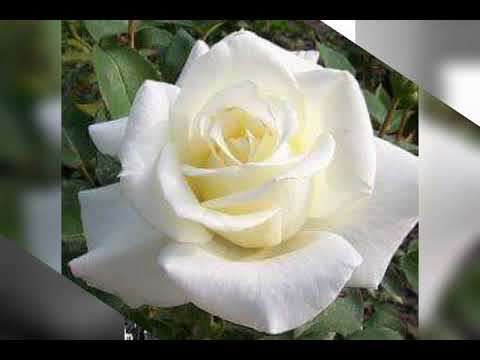 اخويا حبيبي يا صاحبي انا عايز اعرف كل ده بيحصل الدنيا متقفله في وشي ليه