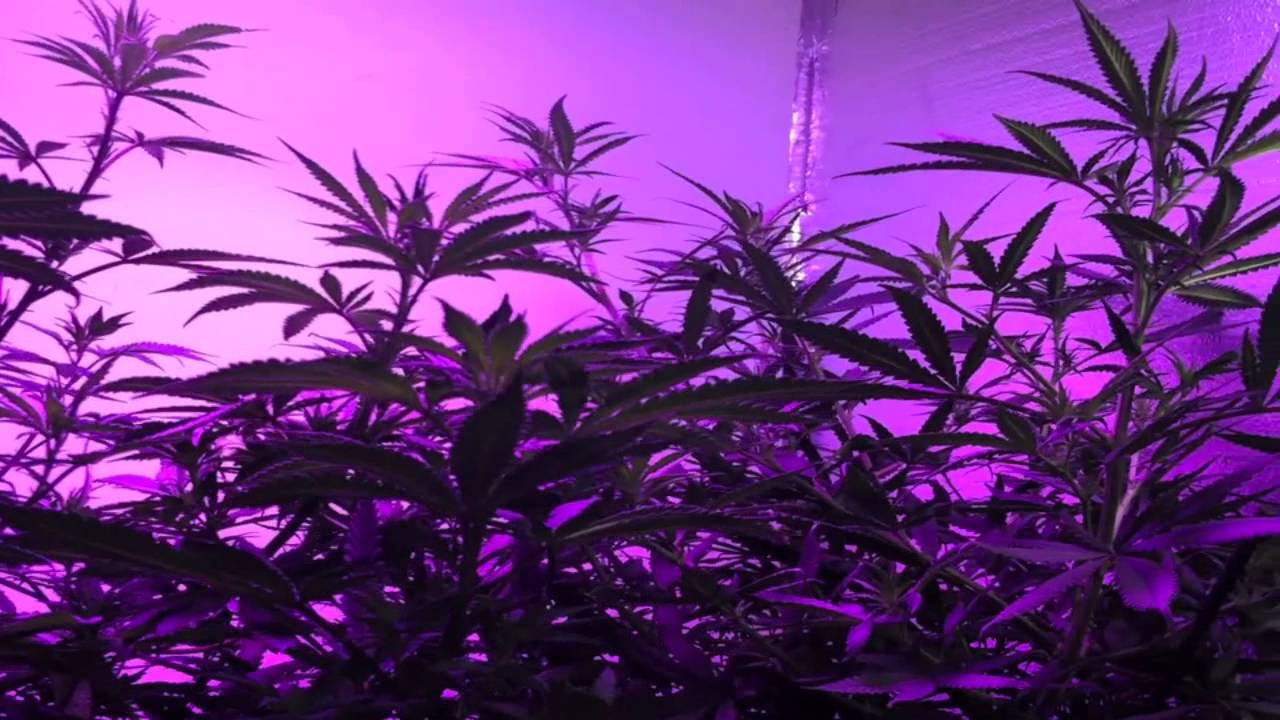 Afghan Kush, Critical+Sensi Star - Pro Grow 550 LED growlight Ep. 5