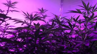Afghan Kush, Critical+Sensi Star - Pro Grow 550 LED growlight Ep. 5