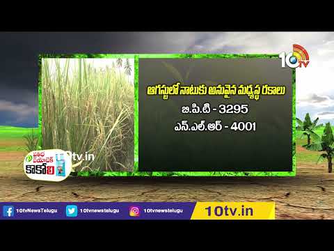 ఉత్తర కోస్తాలో అధిక దిగుబడినిచ్చే వరి రకాలు | High yielding rice varieties | Matti Manisi | 10TV