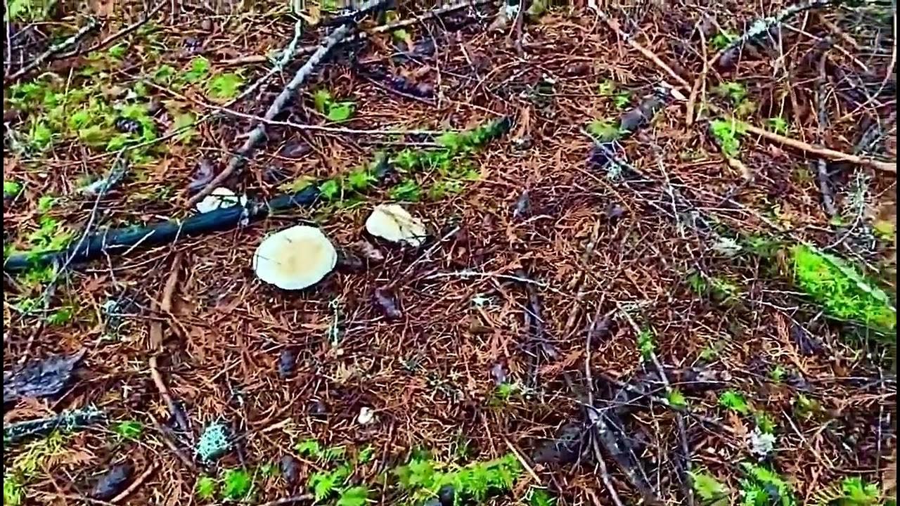 How To Find Pine Mushrooms aka Matsutake Mushrooms In Washington State