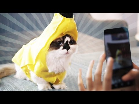 Let Your Cat Find His Place On Instagram!