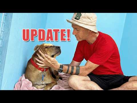 Apollo’s update… and a hospital full of dogs who need us