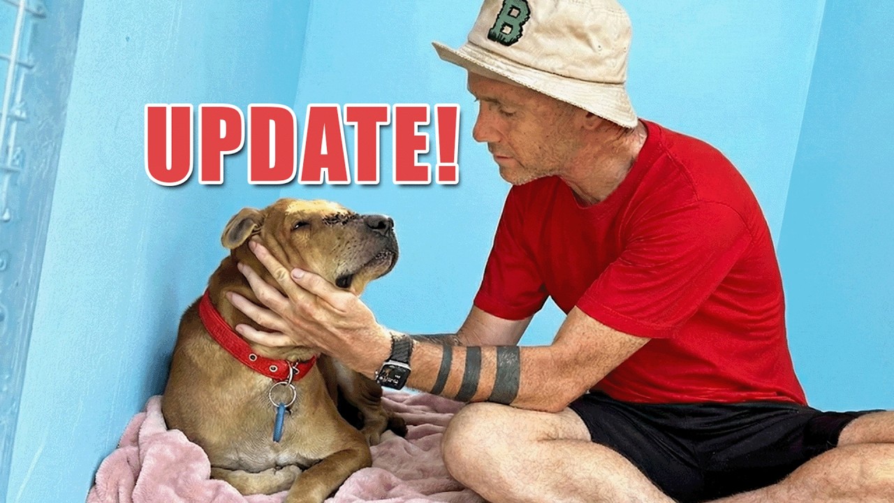 Tina's hospital at full speed saving street dogs & Apollo's update