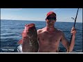 How to find red grouper in the Gulf of Mexico