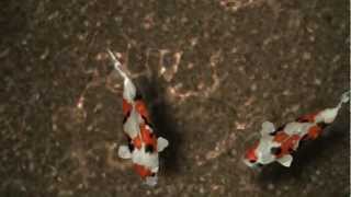 Koi Fish - 3D Animation & After Effects Project screenshot 4