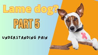 Understanding Pain In Your Dog- Part 5 Of My Limping Dog
