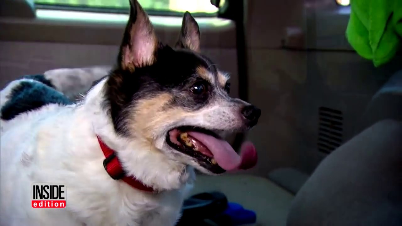 How to Keep Dogs Cool in the Car On a Hot Day YouTube