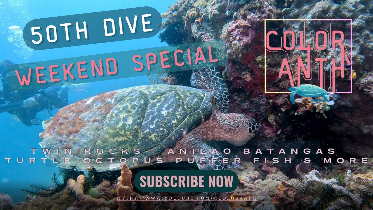 Octopus | Sea Turtle | Moray Eels | Puffer Fish | Clown Fish | 50 Dives Scuba Weekend Special
