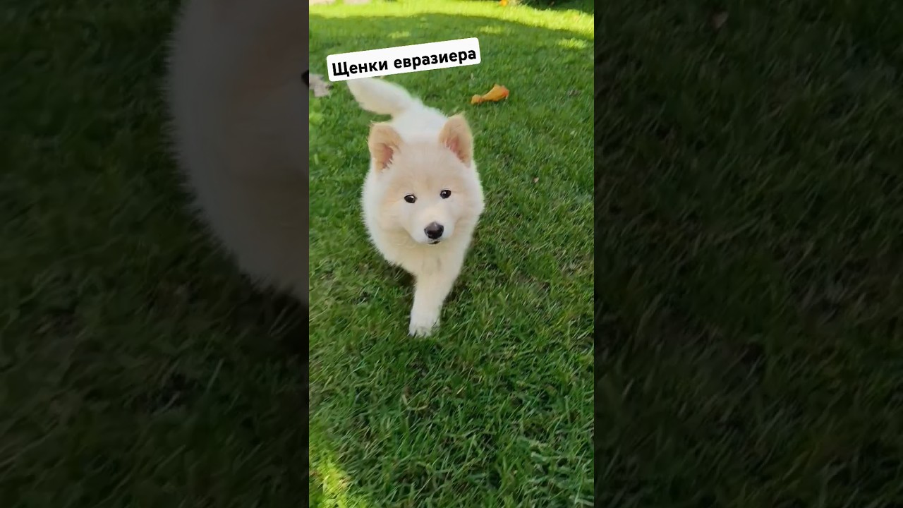 Евразиер / щенки, 2 мес 