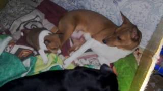 Басенджи Венди , Моня и щенок . Ульяновск . Basenji Wendy, Monya and puppy Басенджи Венди , Моня и щенок . Ульяновск . Basenji Wendy, Monya and puppy
