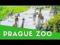 Prague Zoo Day Trip