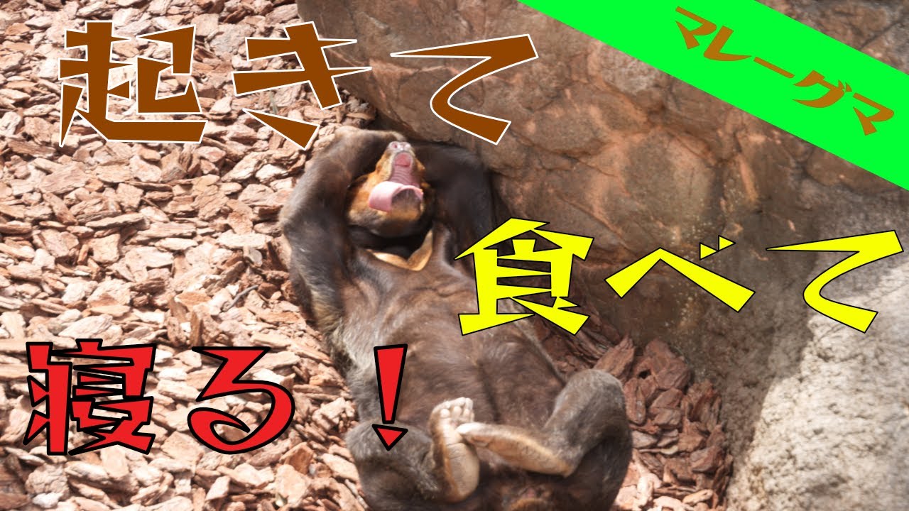 【マレーグマ】朝起きて、ご飯食べて、寝る【上野動物園】Malayan sun bear "Wake up, eat breakfast, go to sleep" From Ueno Zoo