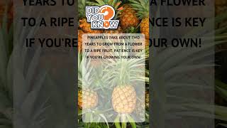 Random Facts You Didn’t Know – Ep.  33 #Shorts #DidYouKnow #MindBlowingFacts