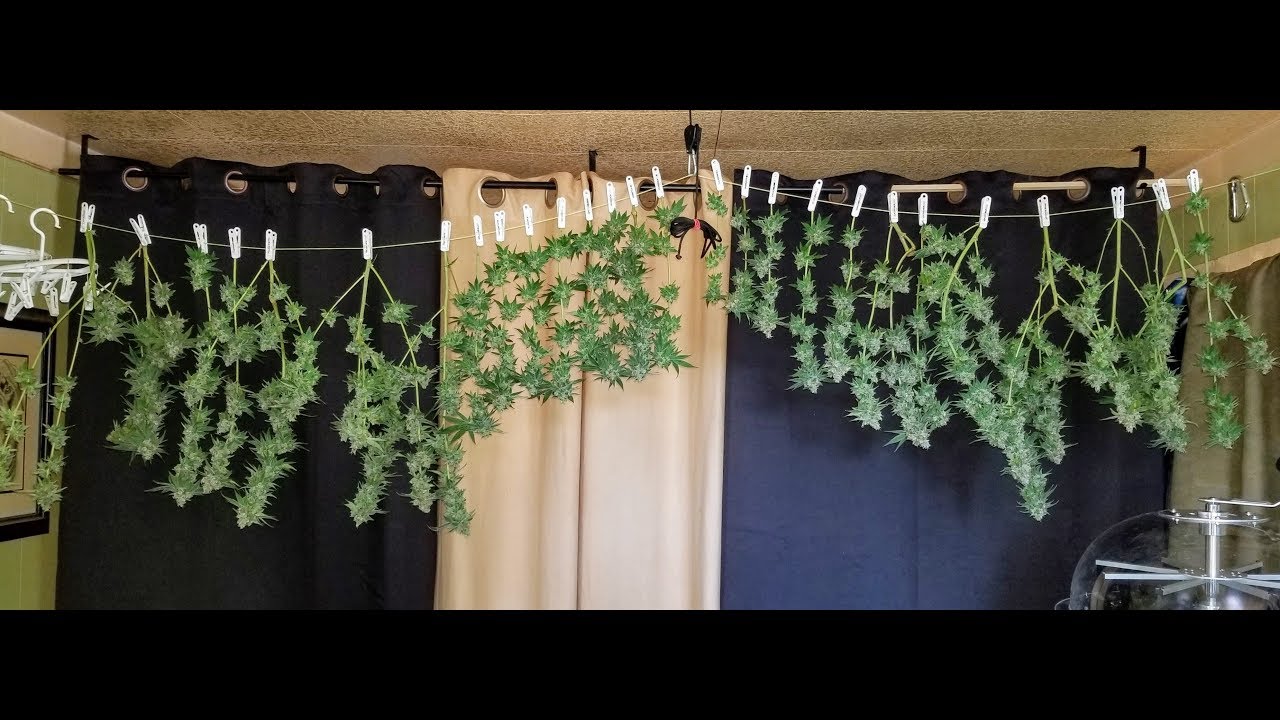 Emergency Harvest  Midnight Cheese