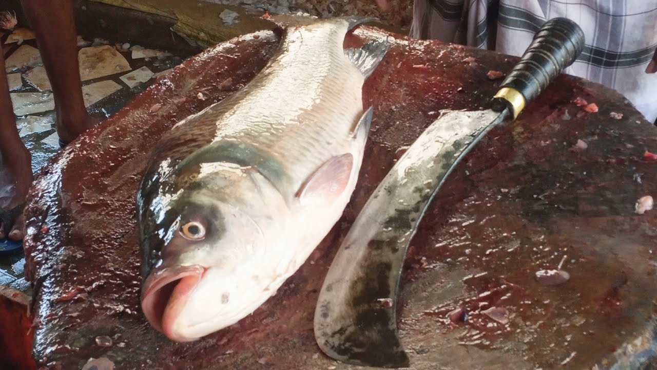 CATLA(BENGAL)GRAP FISH CUTTING AND CUBE PIECES - YouTube