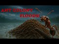 Epic Ant Colony Rescue During Flood Incredible Teamwork Caught On Camera