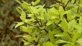The Garden Gurus - Pittosporum Golfball