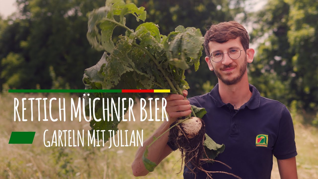 Rettich Münchner Bier | Rettich Münchner Bier Samen – MRFBK