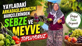 Yaylada Misafir Olduk, Bahçeden Sebze ve Meyve Topladık