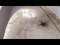 Captura de armadeira (Phoneutria / brazilian wandering spider)
