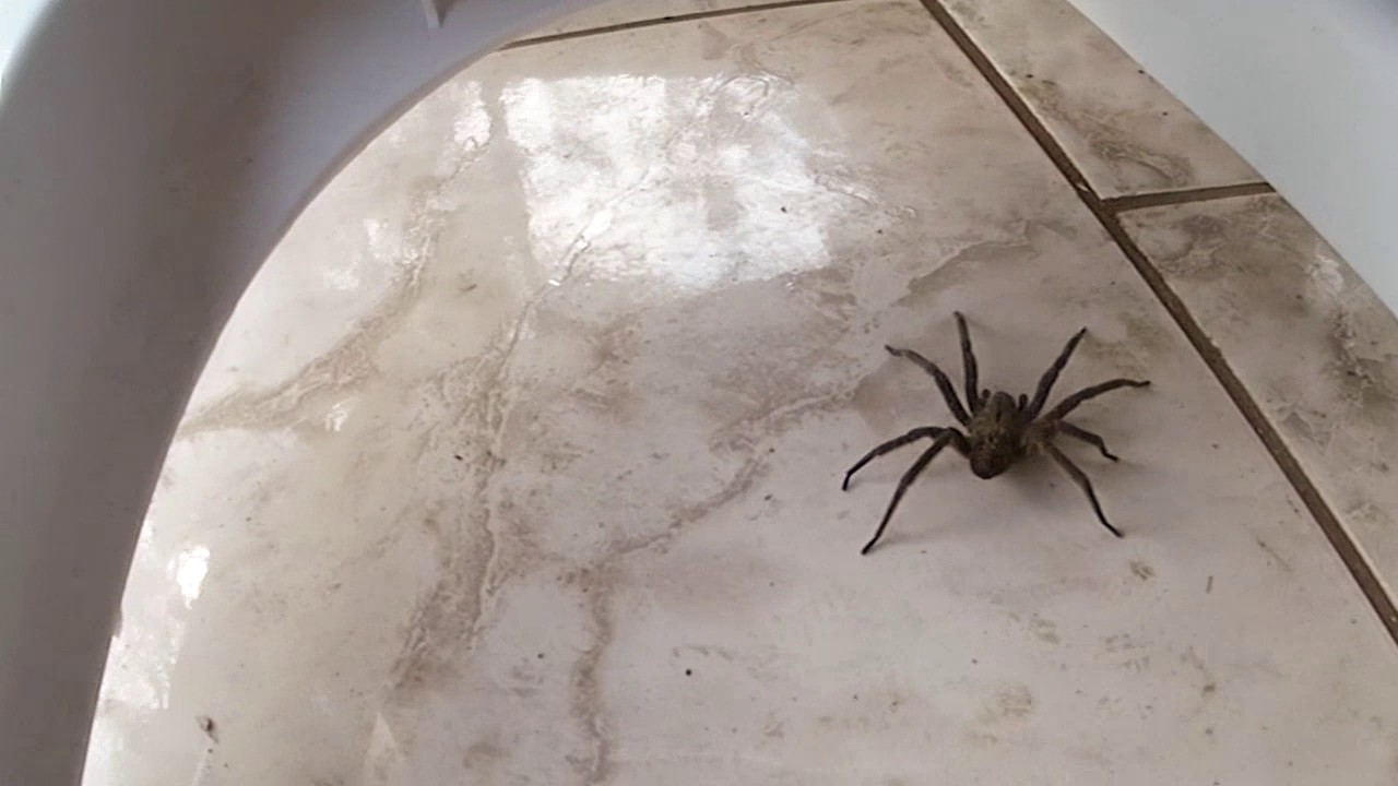Captura de armadeira (Phoneutria / brazilian wandering spider)