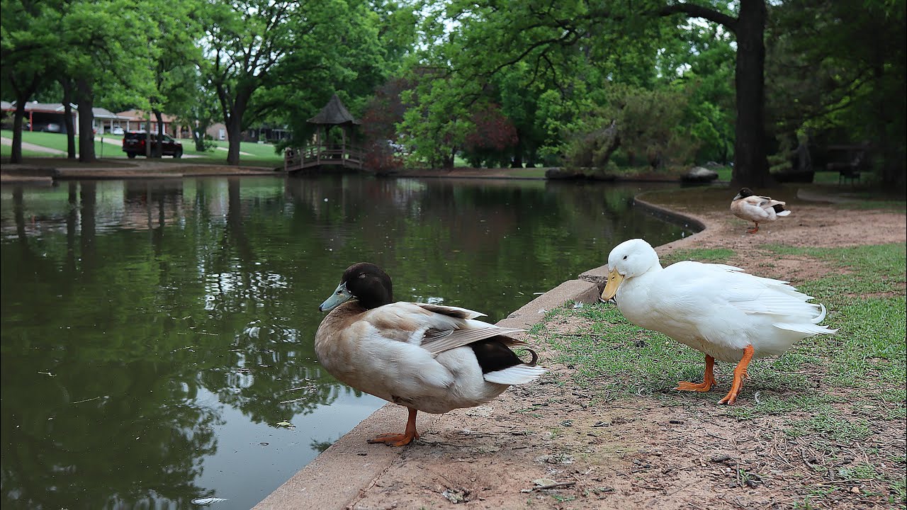 Ducks At The Park E164 ASMR YouTube ducks-at-the-park-e164-asmr-youtube