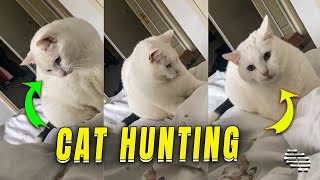 Cat's Unexpected Head Movement While "Hunting" for Hand Under Duvet