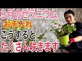 【9月のゼラニウム】秋に咲かせる5つのポイントを実践で解説します!【園芸】【ガーデニング】