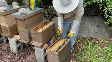 Caught a Swarm? Now What? What are the next steps after catching a honeybee swarm? #freebees