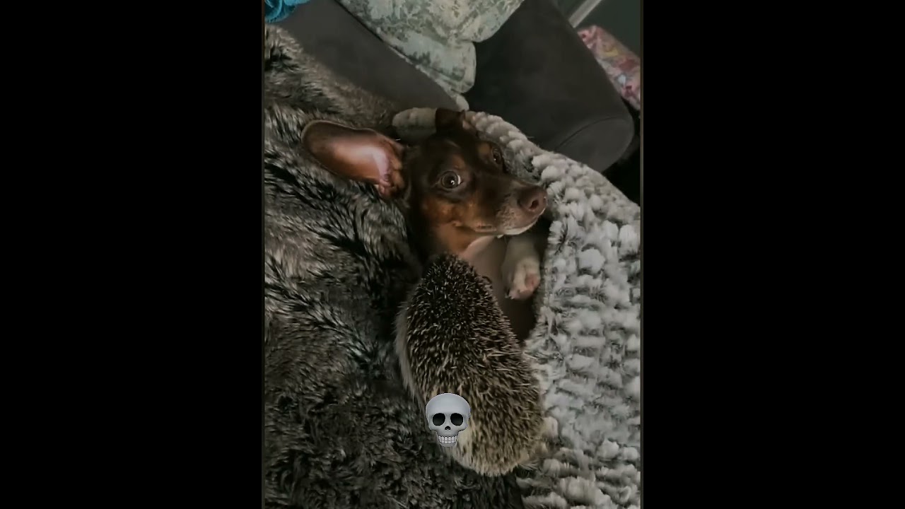 ANIMAL'S TRANSECTION Before and after ☠️ 