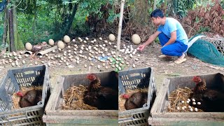 Collect eggs from hens in the garden, and make more nests for the hens to lay eggs